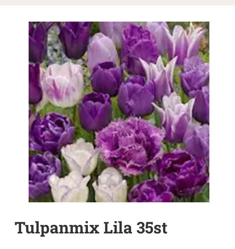 Olika nyanser av lila och vita tulpaner, inklusive några fransiga sorter, benämnda som Tulpanmix Lila 35st.