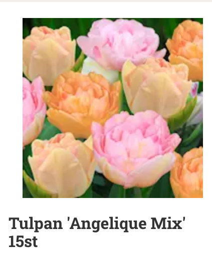 Grupp av tulpaner 'Angelique Mix' i nyanser av ljusrosa och orange mot en grön lövverksbakgrund.