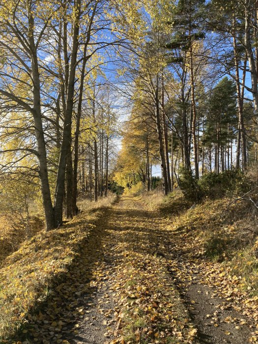 Höstig skogsstig med gula och gröna löv på marken, omgiven av lövträd under en klarblå himmel.