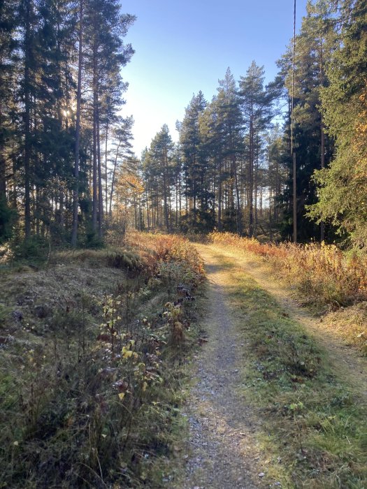 Soligt skogslandskap med en smal stig som leder in bland träden.