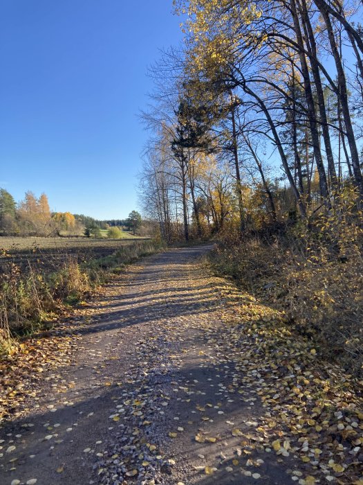 Grusväg omgiven av höstfärgade träd och fallna löv under en solig dag.