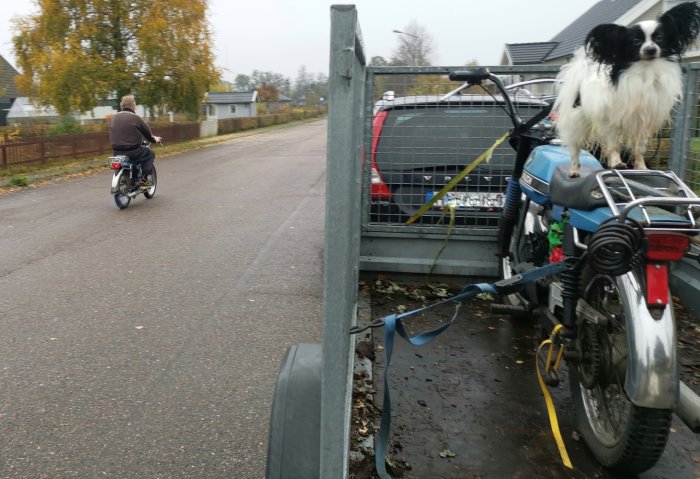 Moped lastad på släpkärra och en hund som sitter ovanpå, person kör moped i bakgrunden.