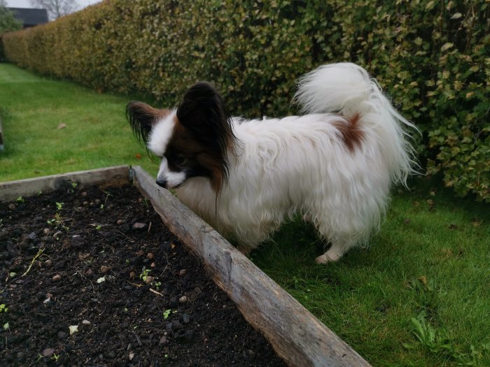 Hund som sniffar i en planteringslåda vid en häck.