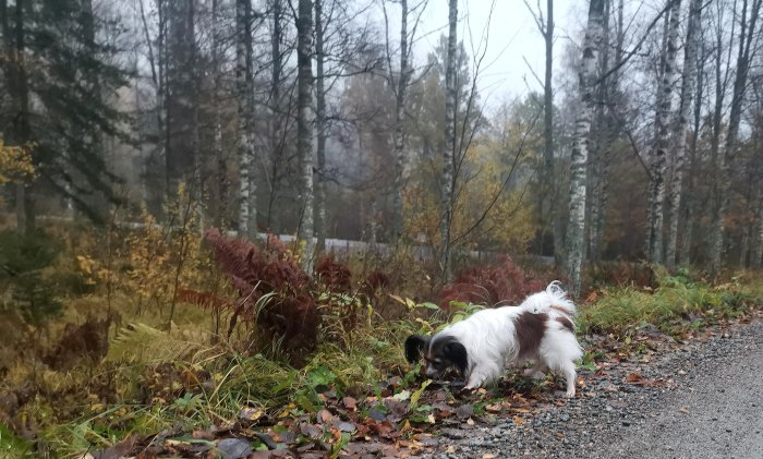 Hund ute på promenad längs grusväg med höstfärgad vegetation och björkar i bakgrunden.