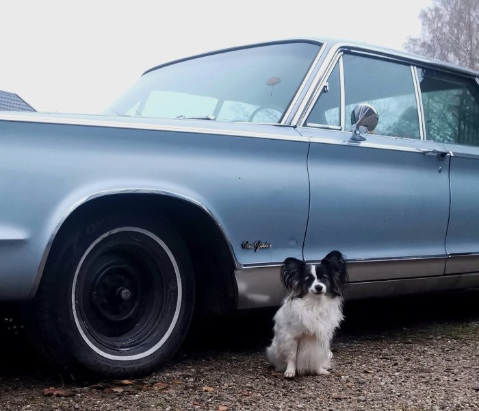 En svartvit hund sitter framför en grå Chrysler New Yorker-bil parkerad utomhus.