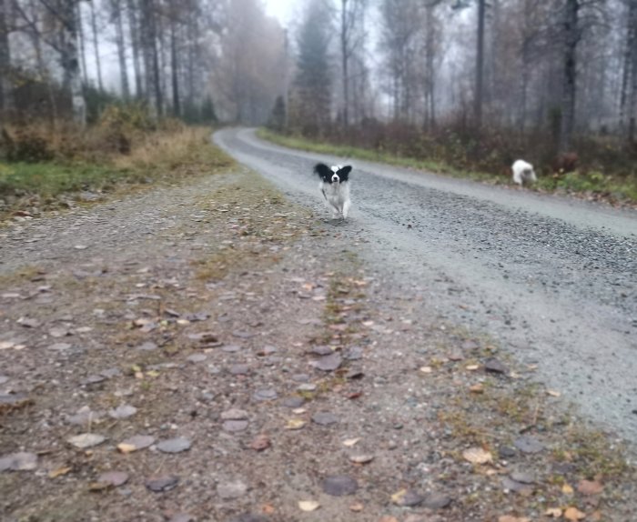 Hund springer längs en grusväg i dimmigt landskap med en annan hund i bakgrunden.