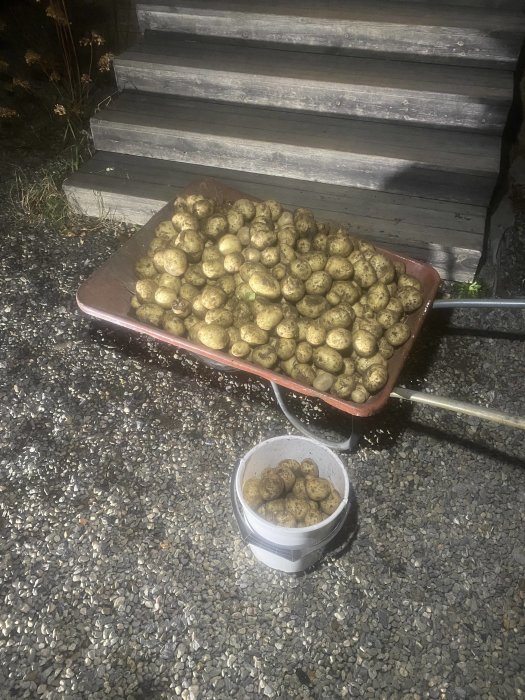 Skottkärra full med nyplockade potatisar framför trätrapp, hink med potatis intill, belysning från ovan.