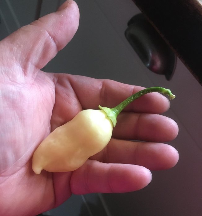 Gräddvit chili "Cream Fantasy" i en hand, ej fullt mogen med grön stjälk.