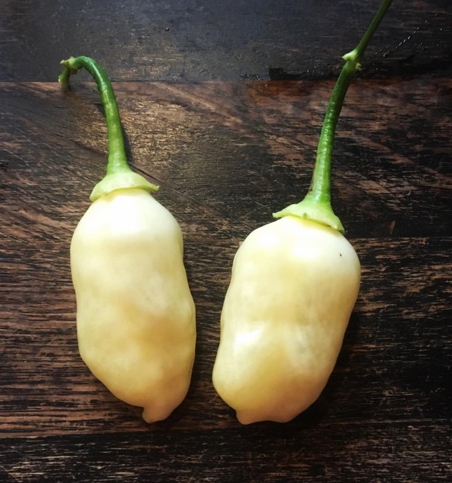 Två Cream Fantasy-chilifrukter med gräddvit färg på mörkt träunderlag.