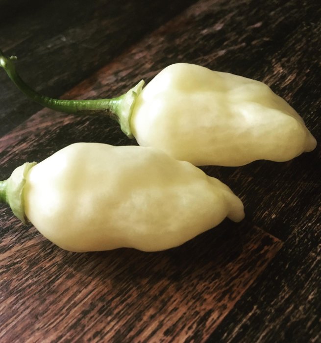 Två gräddvita CREAM FANTASY-chilifrukter mot en mörk träbakgrund.