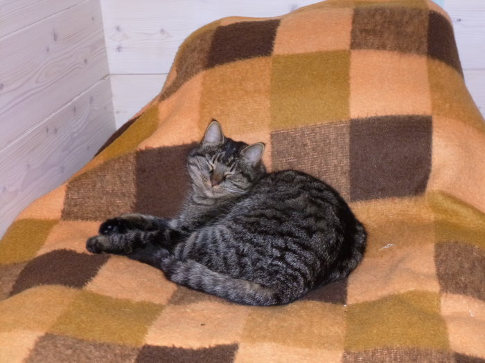 En sköldpaddsmönstrad katt som vilar på en brunrutig filt.