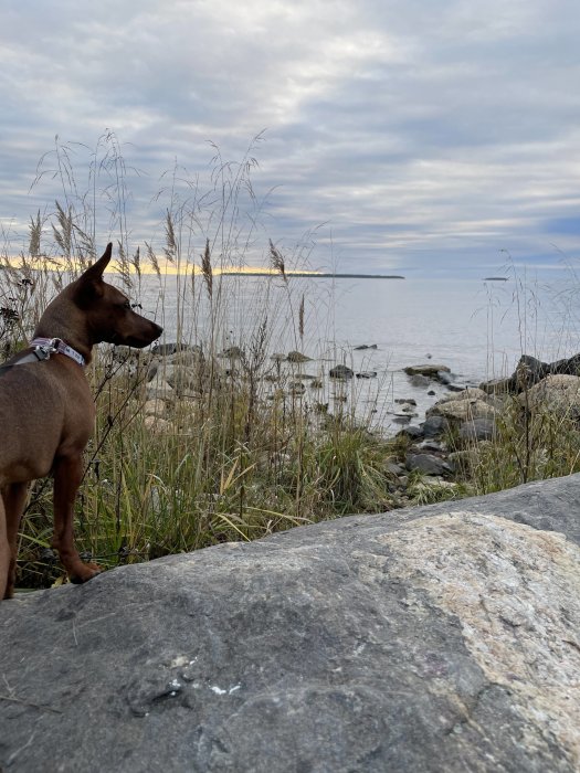 Hund med halsband blickar över ett havslandskap med vass och stenar längs kusten.