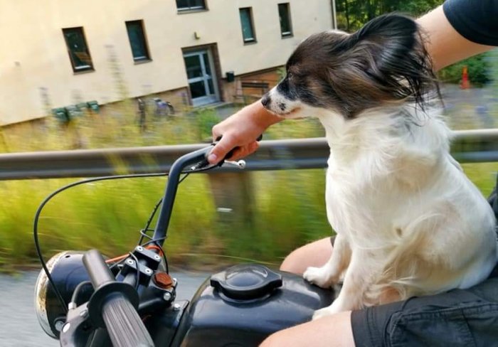 Hund sitter upp som en medpassagerare på en motorcykel i rörelse, tittar framåt.