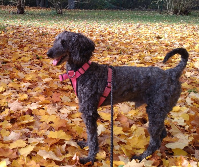 Grå hund med sele står bland guldfärgade höstlöv i en park, ser glad ut med svansen i vädret.