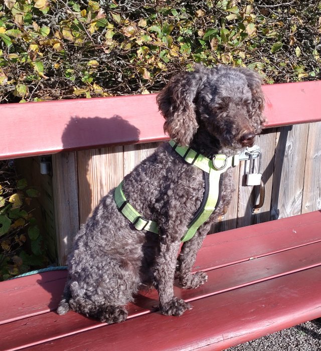 Brun hund med sele sitter på röd parkbänk framför gröna löv, svansen syns i bild.