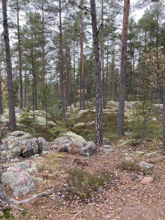 Skogsmark med tallar, stenar och mossa.