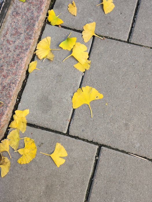 Gula löv spridda på gråa trottoarplattor intill en kantsten.