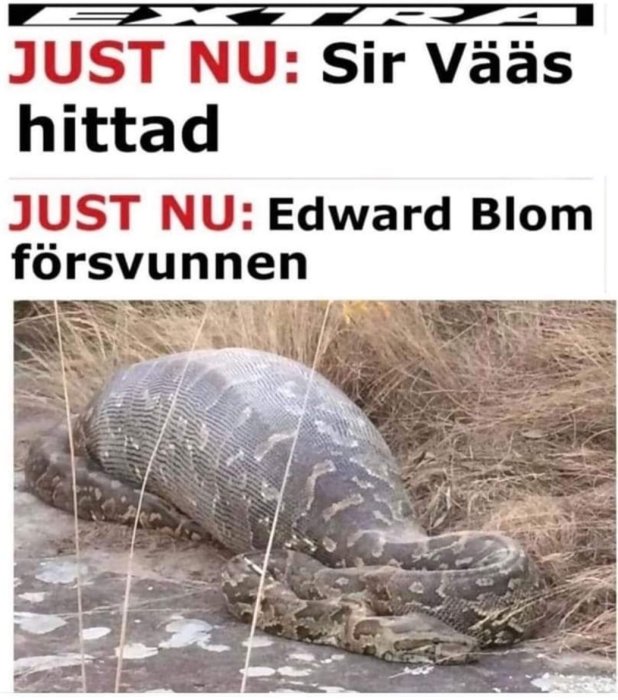 Stor orm med uppsvälld kropp liggande på marken.