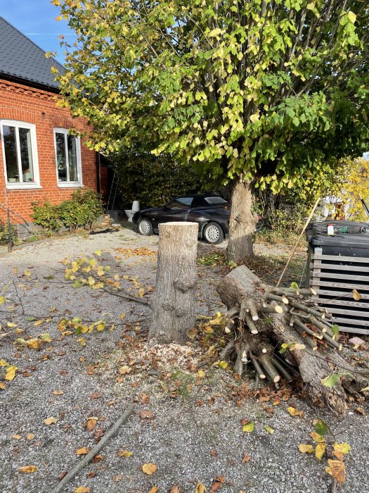 Beskuren trädstubbe framför hus med fallna grenar bredvid och ett levande träd i bakgrunden.