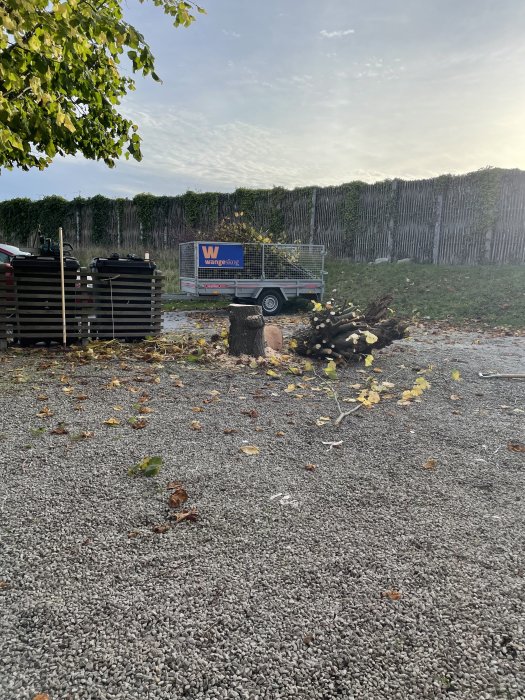 Nyligen fälld träd med en stubbe och avsågade grenar utspridda på en grusmark framför en släpvagn.