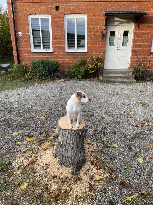 Hund sitter på en nyfälld trädstubb framför ett tegelhus med vita fönster och dörr.