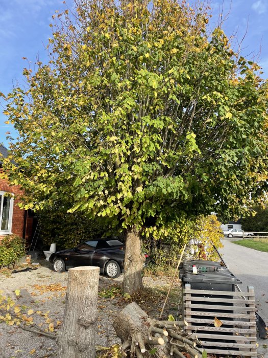 Ett nyligen beskuret träd med en bil och en pallkrage i bakgrunden.