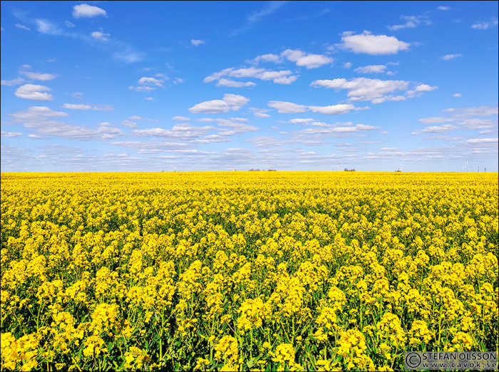 Ett omfattande fält av gula rapsblommor under en blå himmel med fläckvisa moln.