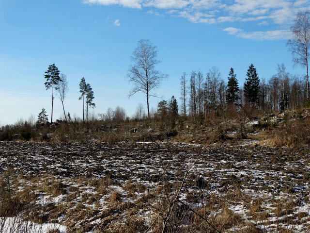 Kalhygge i skog med utspridda träd och snötäckt mark under en klarblå himmel.