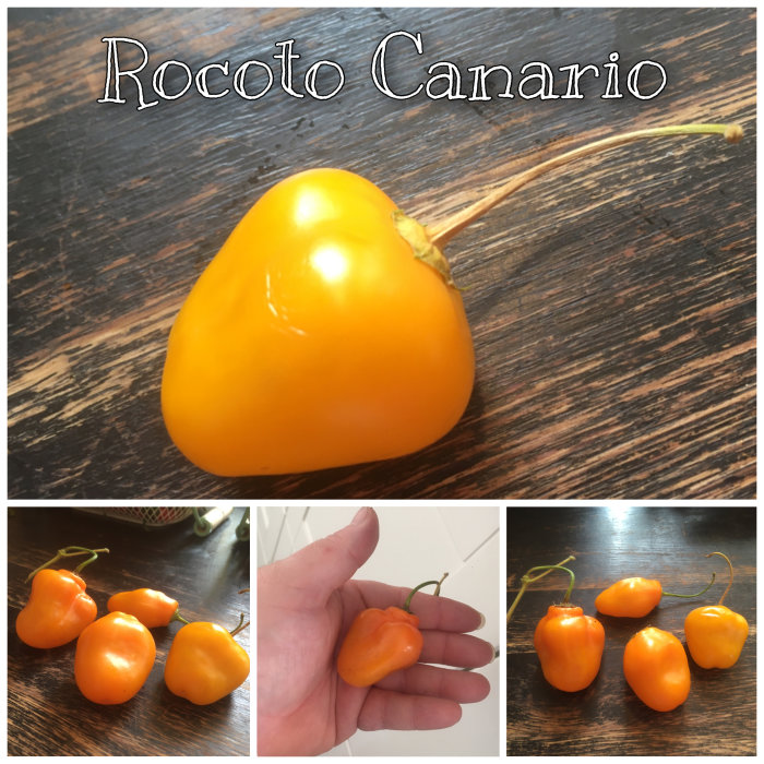 Gul Rocoto Canario chili med texten "Rocoto Canario" överst, samt flera mindre chilifrukter på olika underlag.