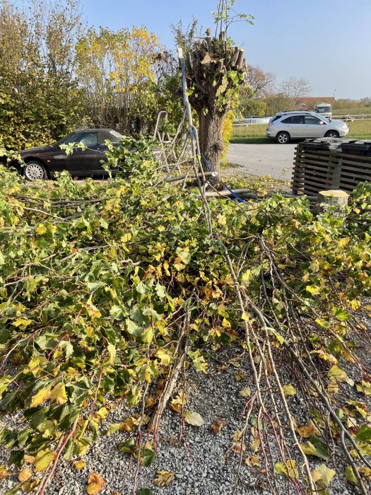 Nedtaget stort träd med grenar och löv på grusmark framför parkerade bilar.