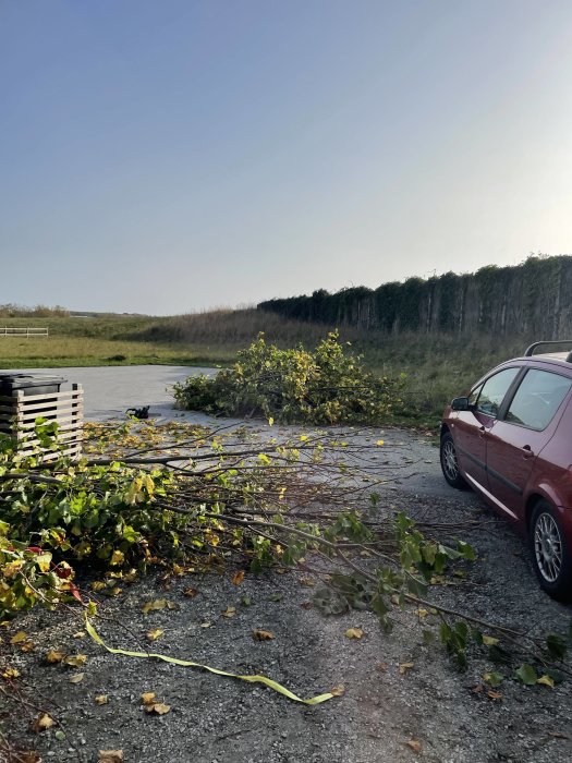 Nyfälld stor gren med gröna löv som ligger på en grusväg bredvid en röd bil, med landskap i bakgrunden.