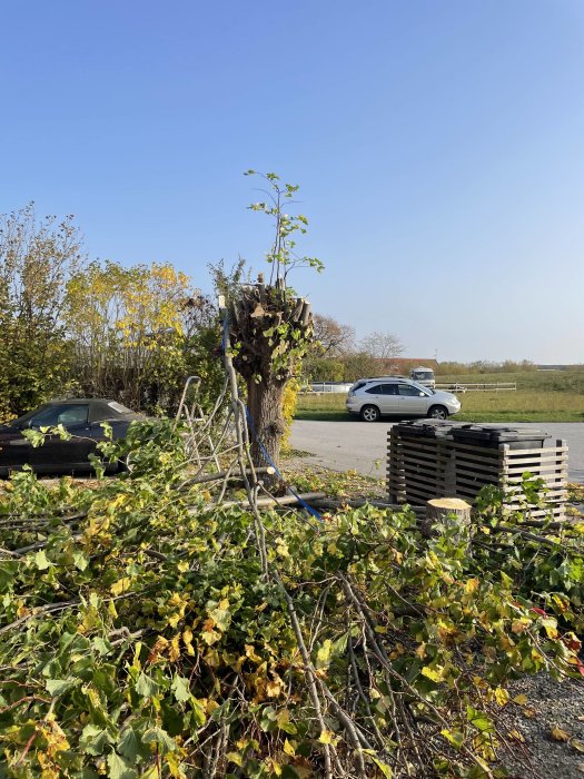 Nedsågat stort träd med grenar på marken framför, stege och fordon i bakgrunden.