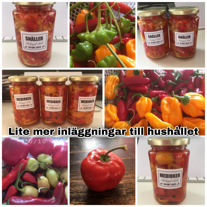 Kollage av inlagda chilis i burkar märkta "SNÄLLER" och "MEDIOKER", omgivna av bilder på färska chilifrukter i olika färger.