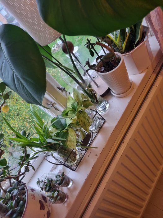 Olika krukväxter och sticklingar i glas vatten på ett trångt fönsterbräde.