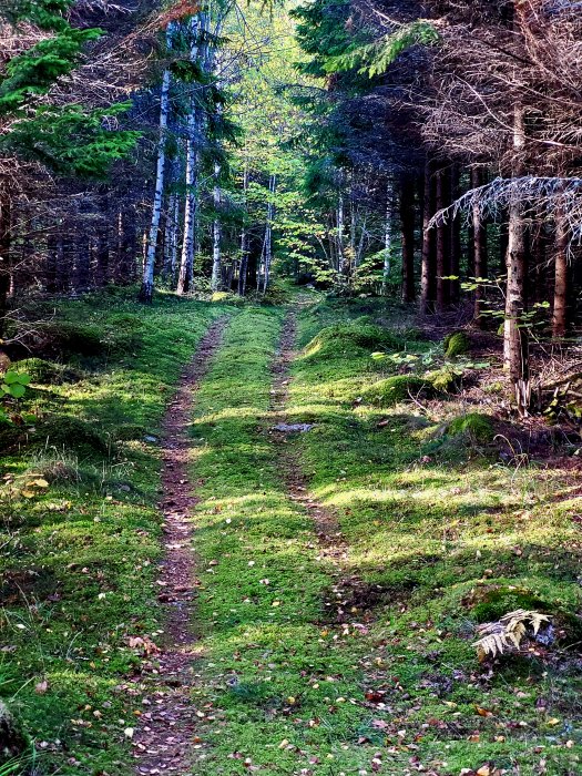 Stig omgiven av grönskande skog och mossa där tidigare varit sly, med ljusinsläpp genom trädkronorna.
