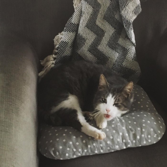 Grå och vit katt vilar på prickig kudde med svartvit filt över soffa.