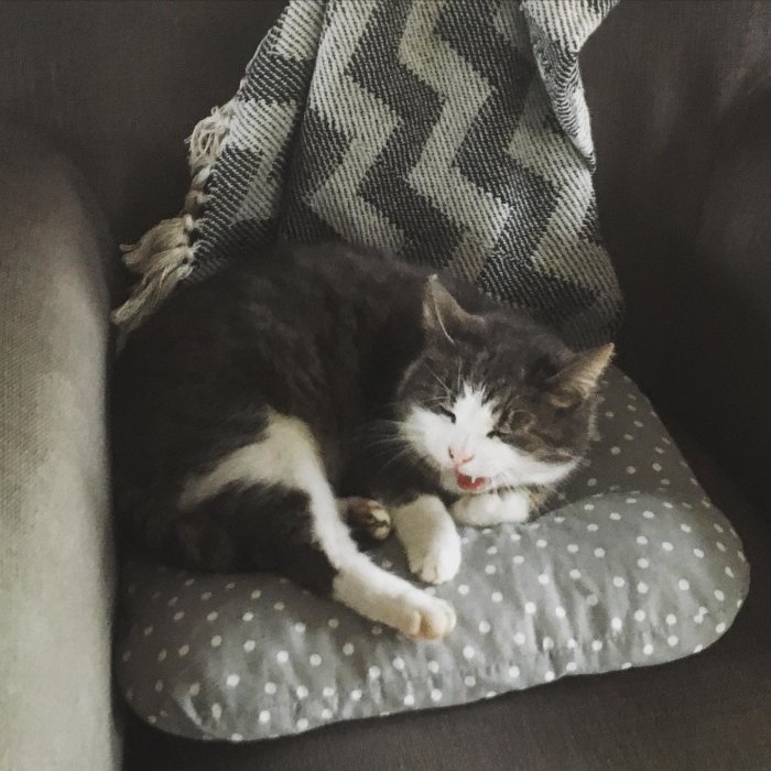 Gråvit katt slappnar av på prickig kudde, täckt av rutig filt, ser tillfredsställd ut.