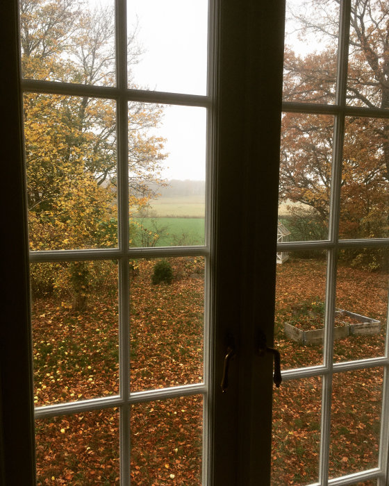 Höstdag, löv på marken, träd, grå himmel, utsikt genom ett fönster med korspost. Dimmig atmosfär.