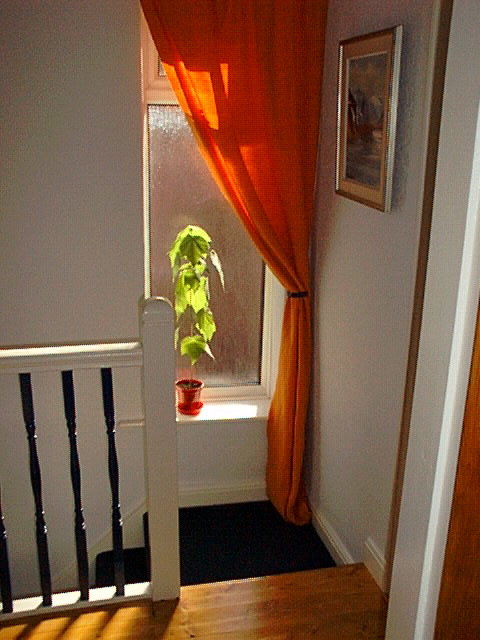 Solsken genom orange gardin i ett hallhörn med växt och konst på väggen.