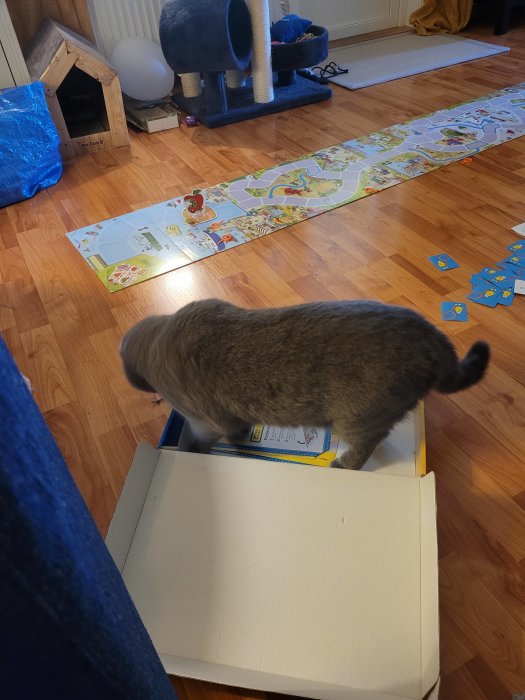 Katt utforskar kartong, rum med leksaker, klätterträd och hus för husdjur.