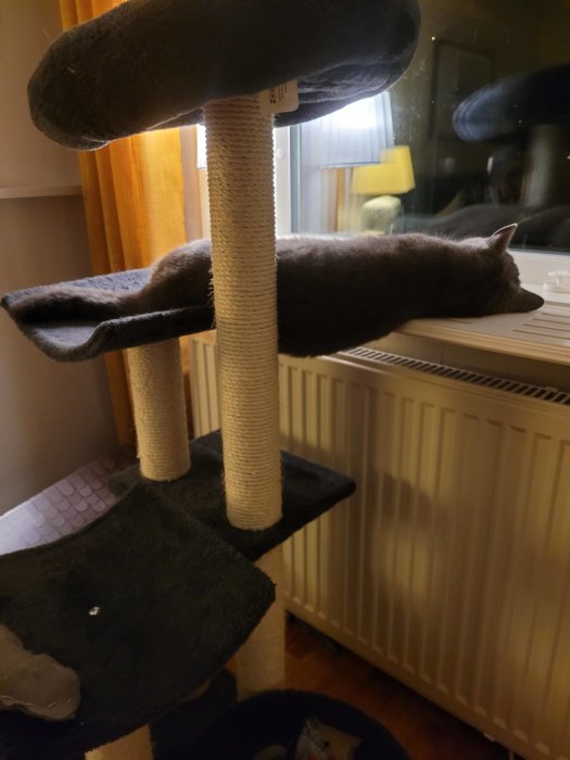 Grå katt sover på klösträd ovanför element inomhus, med spegelbild i fönster.