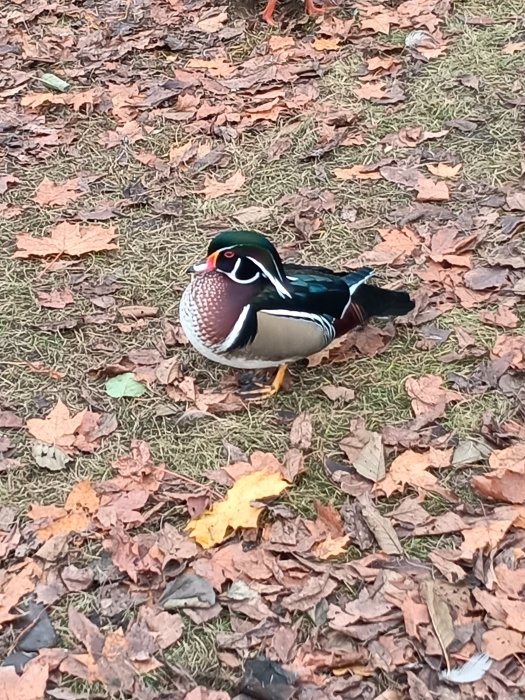 En färggrann mandarinand på ett lövbeprytt gräs under hösten.