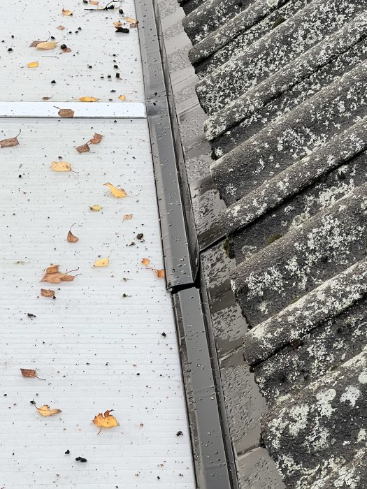 Tak med takpannor och ränna, vått efter regn, nedfallna löv, grå och beige nyanser.