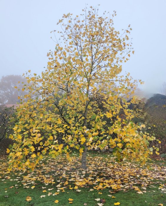 Höstträd med gula löv, dimmig bakgrund, löv på marken, grönt gräs.