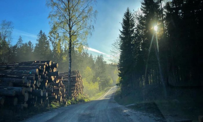 Grusväg genom skog, solstrålar, hög med avverkade träd, tidig morgon, lugn naturmiljö.