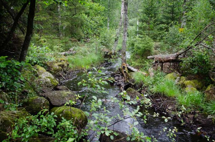 Ett lugnt skogsbäck omgivet av gröna träd och stenar. Naturens frid och stillhet.