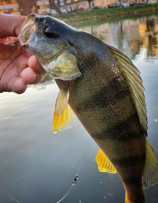 Närbild på en fisk, hållen i munnen, med vatten och byggnader i bakgrunden.