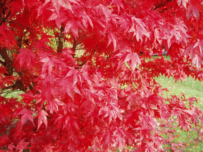 Röda japanska lönnblad täta mot en oskarp bakgrund, dagg eller regndroppar synliga.