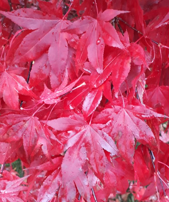 Röda lönnlöv täckta med vattendroppar. Natur, skönhet, höst, fuktig, friskhet, prima ljus och färg.