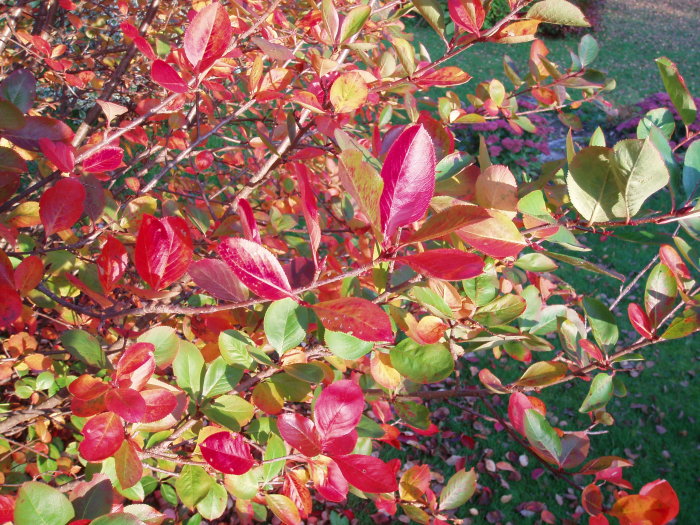 Färgglada löv på grenar, nyanser av grönt och rött, solbelysta, höstiga, naturlig bakgrund.